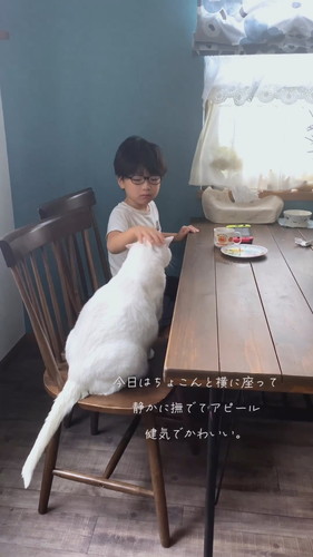 息子くんになでて欲しいブランくん