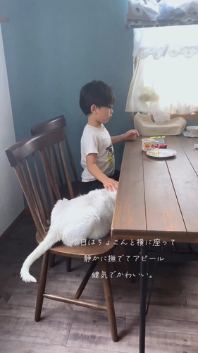 息子くんになでて欲しいブランくん