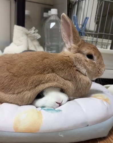 兎の下にウサギ