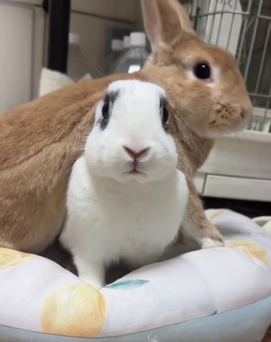 はるくんの下には……