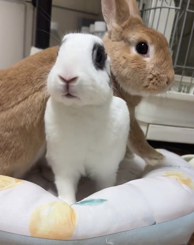 はるくんの下には……