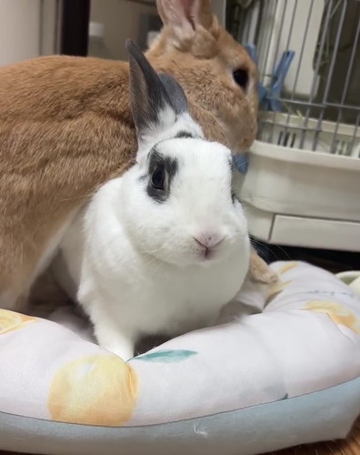 はるくんの下には……