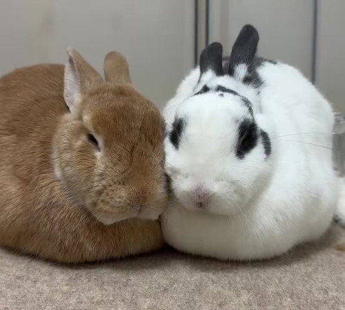 はるくんとふくちゃん