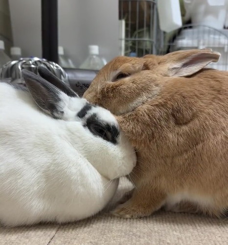 はるくんとふくちゃん