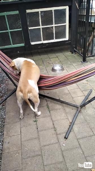 ハンモックの前にいる犬