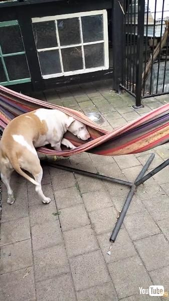 ハンモックに乗りたい犬