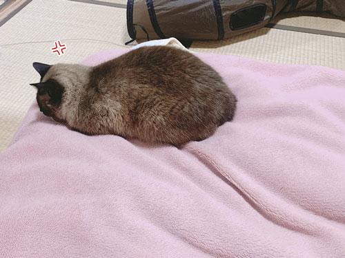怒ってても一緒に寝たい猫