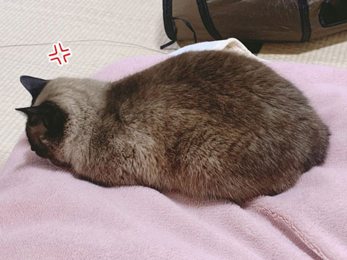 怒ってても一緒に寝たい猫