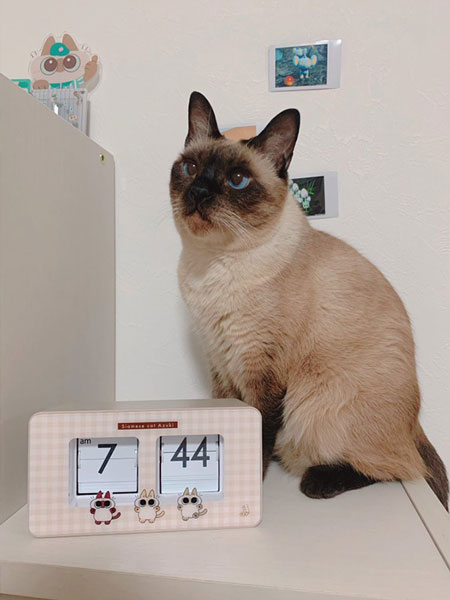 あずきさんのグッズ