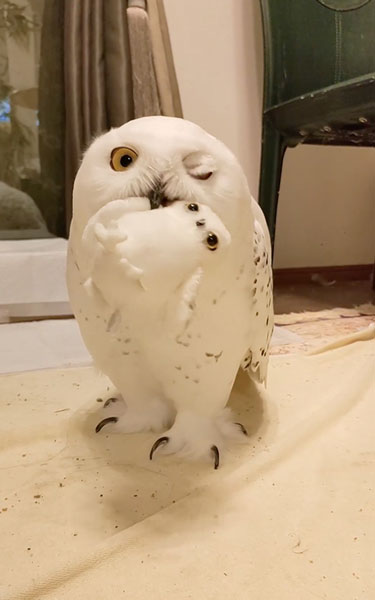ぬいぐるみを咥えるシロフクロウ