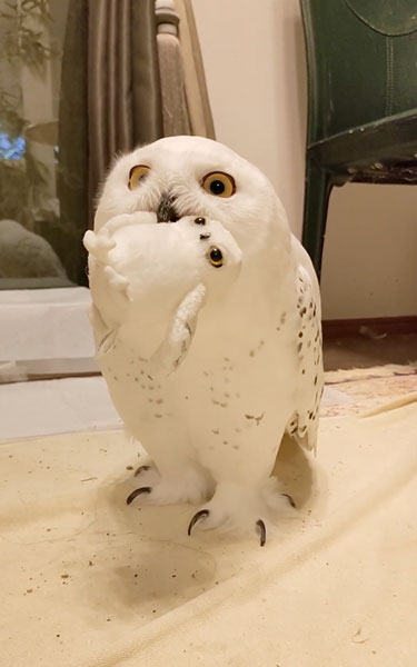 ぬいぐるみを咥えるシロフクロウ