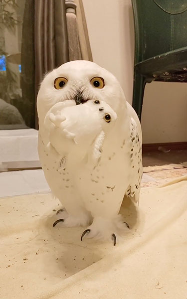 ぬいぐるみを咥えるシロフクロウ