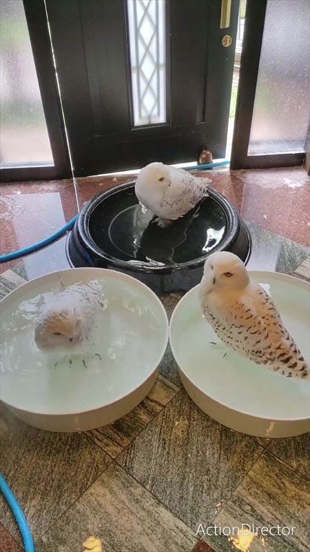 水浴びフクロウ