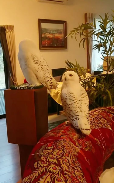 はるきくんとえまくん