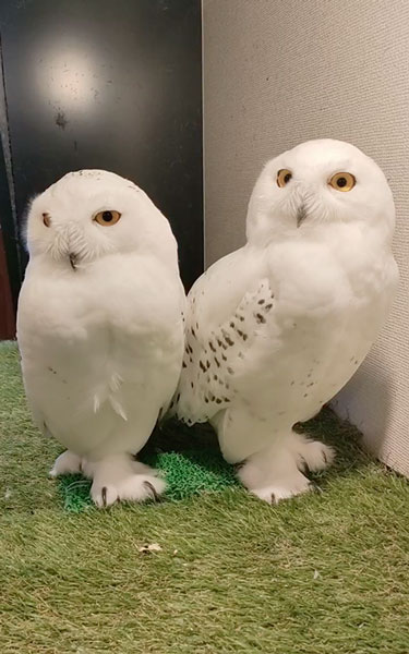 はるきくんとえまくん