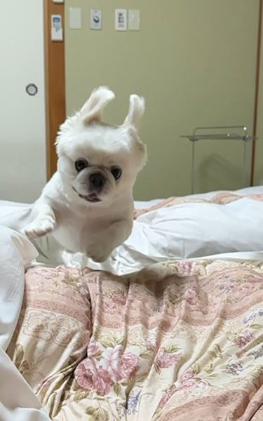 はじめての布団にはしゃぐワンコ