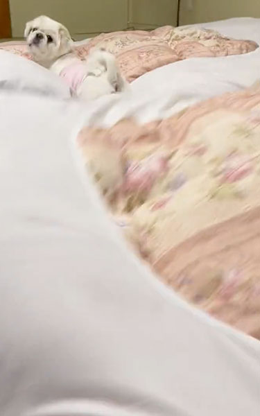 はじめての布団にはしゃぐワンコ