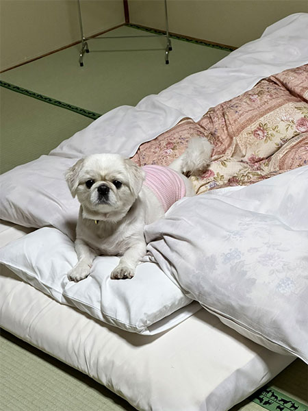 はじめての布団にはしゃぐワンコ