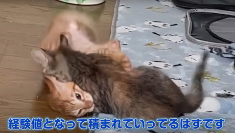 経験値となって積まれて行ってる