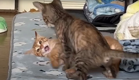 口あけてる茶トラ