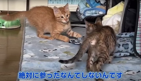 絶対に参ったなんてしない