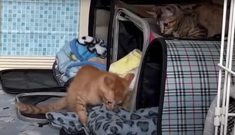 毛布をかじる子猫