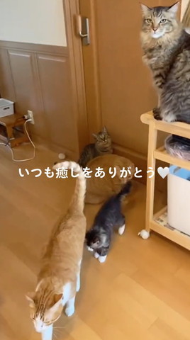 いつも癒しをありがとう