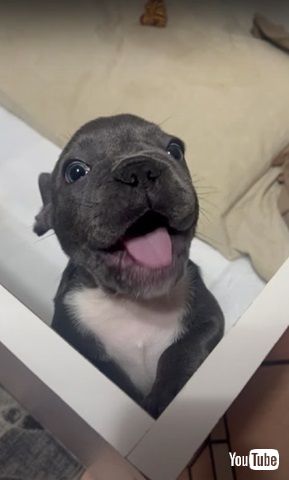 ママって言いたい子犬