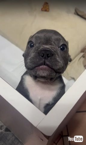 ママって言いたい子犬