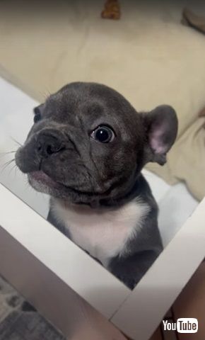 ママって言いたい子犬