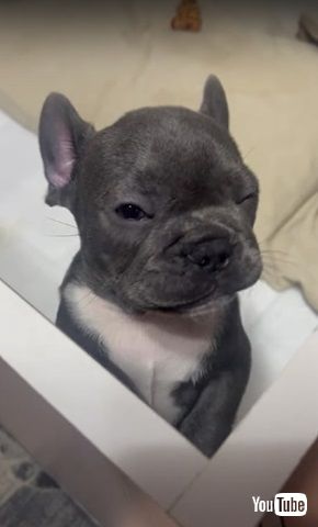 ママって言いたい子犬