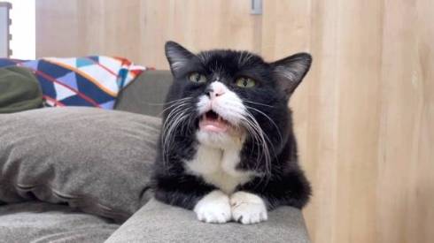 三つ指ついたお上品な猫