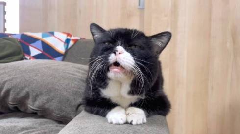 三つ指ついたお上品な猫