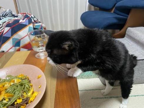 ごはんチェックする猫