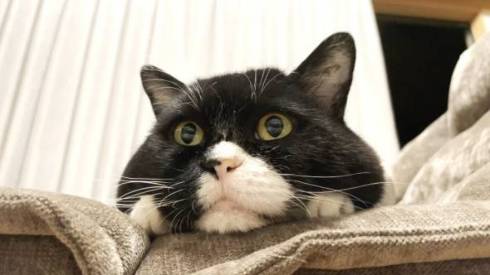 三つ指ついたお上品な猫