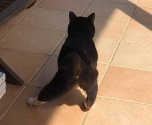 足を横に伸ばす猫