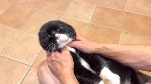 ドラえもん風な猫