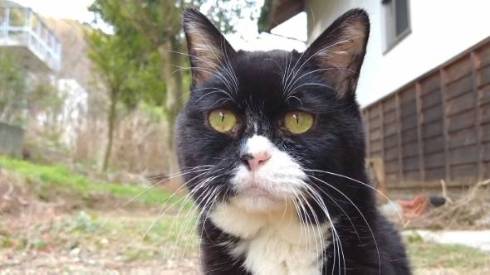イケメンな猫