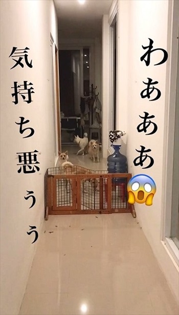 叫ぶ飼い主