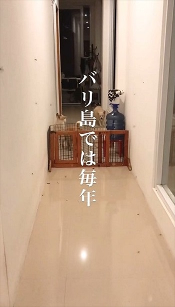 やってきた虫たち