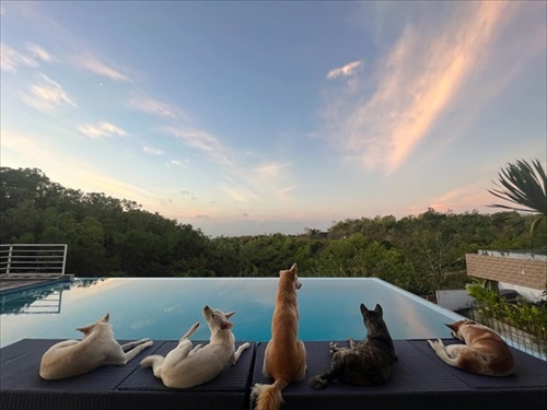 くつろぐ犬たち