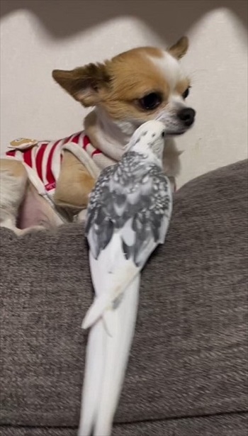 ワンコのことが大好きなインコ