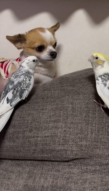 ワンコのことが大好きなインコ