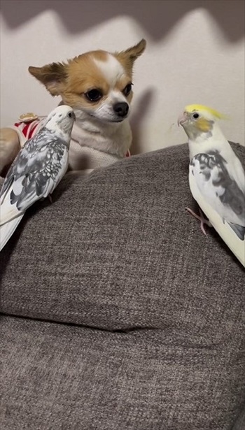 ワンコのことが大好きなインコ