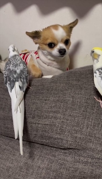 ワンコのことが大好きなインコ