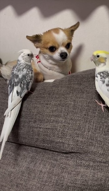 ワンコのことが大好きなインコ