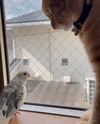 ワンコのことが大好きなインコ