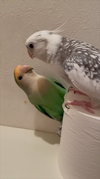 ワンコのことが大好きなインコ