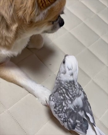 ワンコのことが大好きなインコ