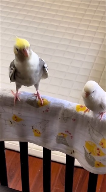 ワンコのことが大好きなインコ
